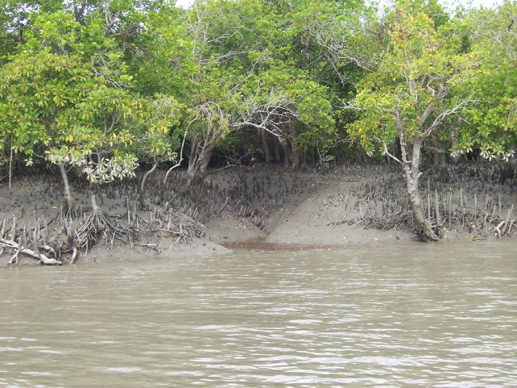 Sundarbans National Park